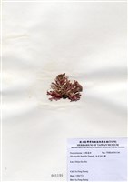 藏品(北方赤盾藻)的圖片